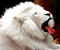 beyaz aslan: 5