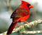 burung merah 6