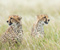 Cheetahs Predators Grass