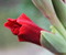 Flower Red Bud