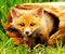dziecko fox 1