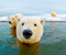 Polar Bear Arktik