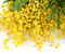 Żółty Mimosa