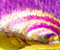 Bunga Wisteria Terowong Jepun 07