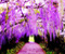 Bunga Wisteria Terowong Jepun 09