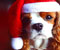 Boże Narodzenie pies