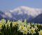 Daffodils Focus