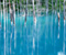 Blue Pond Biei Hokkaido 08