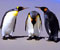 пингвини среща