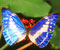 mėlynas drugelis
