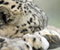 Snow Leopard Tidur