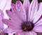 Ziedi Purple ziedlapiņām