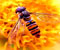 lebah madu 8
