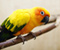Жълт сладък папагал