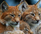 Lynx Vahşi Kedi