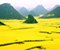 Canola Flower Fields China 13