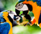 Modrá a žltá papagáj