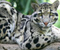 Leopard obláčikový pozerám sa na vás
