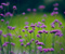 Flowers Herbs Blur Nature Plants
