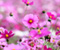 Красиві Фіолетові квіти з бджолами