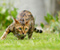 Sniky Cat në Grass
