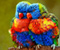 Сладък Цветни Папагали