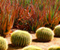 Riebalų augalai kaktusas