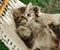 Funny Cat ležiace na rohož