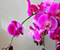 Rozā Orhidejas ar jauku skatu