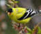Geltona Goldfinch ant Twig