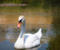 Swan bukur në Liqenin