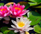 Nature Lilies Tanaman