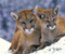 Pumas Büyük Kediler