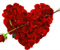 گل سرخ قلب برای شما