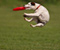 Dog zachytené Frisbee