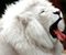 White Lion Erstaunliche