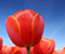Red Tulips Bunga
