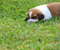 Beagle Köpek
