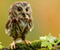 Keliru Owl