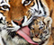 Тигр і Cub