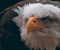 Bald Eagle Paukščių
