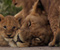 Giúp Save The Lions cuối