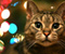 Noel ışıkları ile Kedi