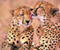 Cheetah The Big Cat Keluarga